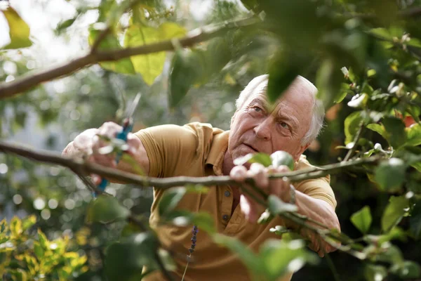 No threats in romance. an elderly man trimming plants on his backyard