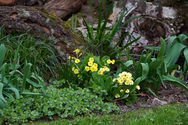 Vackra Blommor Från Min Trädgård Serie Vackra Trädgårdsbilder — Stockfoto