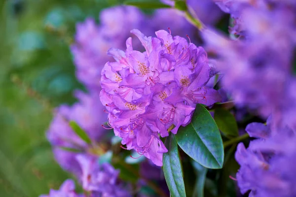 Rhododendron Garden Flowers May — Φωτογραφία Αρχείου