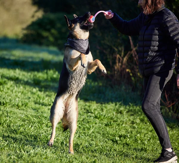 ここに骨を投げなさい 公園で主人に訓練された愛らしいドイツ人羊飼い — ストック写真