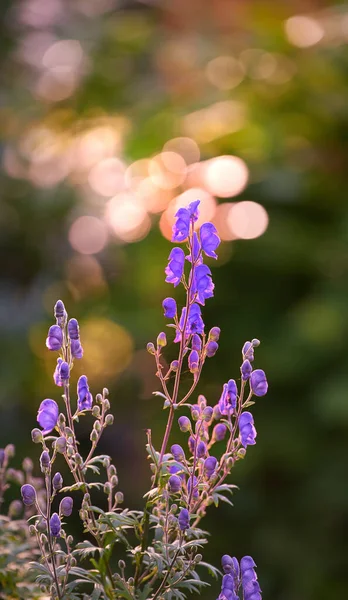 Schöne Blumen Aus Meinem Garten Eine Reihe Schöner Gartenfotos — Stockfoto