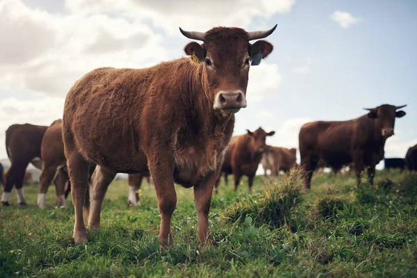 Reunimos Ustedes Busca Magnífico Ganado Una Manada Vacas Una Granja —  Fotos de Stock