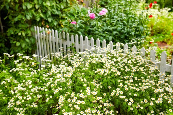 Piękne Kwiaty Mojego Ogrodu Cykl Pięknych Zdjęć Ogrodowych — Zdjęcie stockowe