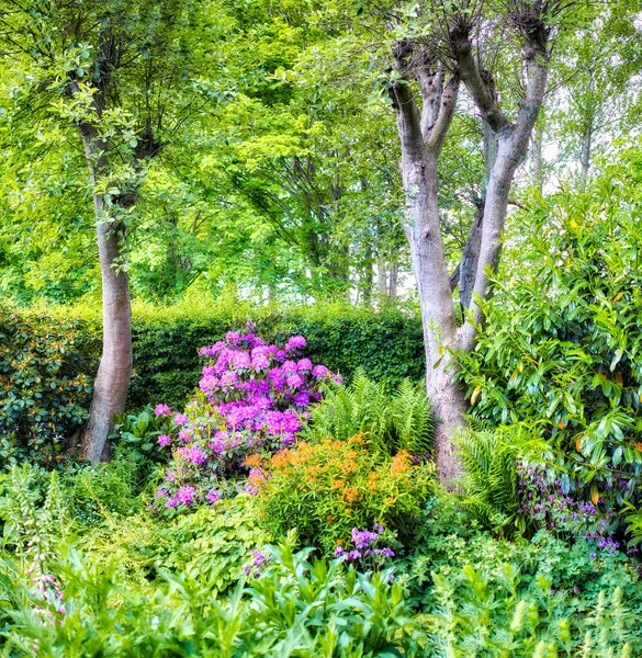 Rhododendron Garden Flowers May — Foto Stock