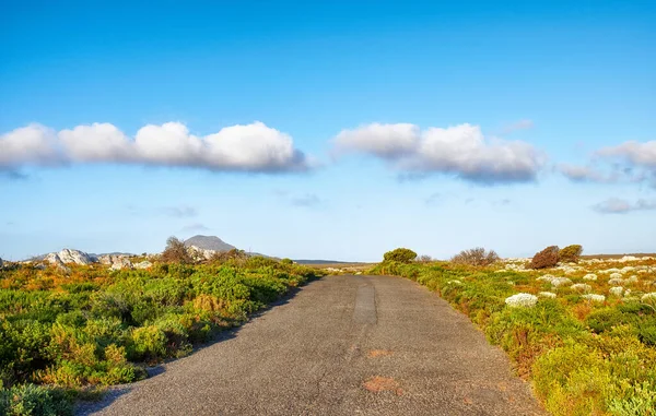 The wilderness of Cape Point National Park. Road through the wilderness of Cape Point National Park, Western Cape, South Africa