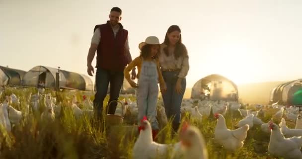 家庭和农场 有一个女孩 母亲和父亲在家禽养殖业工作 可持续发展或热爱妇女 儿童和男子 在大自然的户外当鸟农 — 图库视频影像