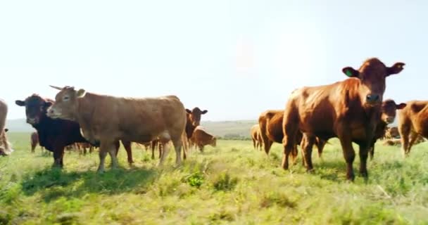 Farm Nature Cow Field Countryside Peaceful Animals Eating Relaxed Sunshine — Stock Video