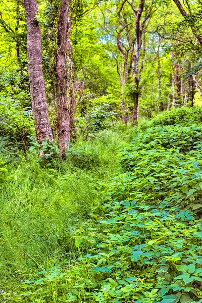 Grön Skog Våren Närbild Tät Och Blomstrande Skog Mitt Sommaren — Stockfoto