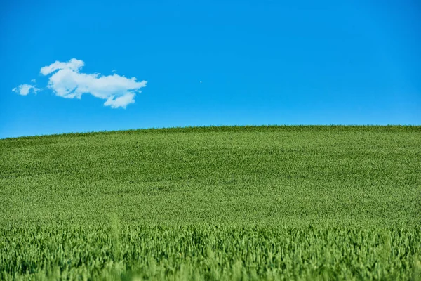 Green Fields Blue Sky Spring Farmland Springtime Lots Copy Space — Foto de Stock