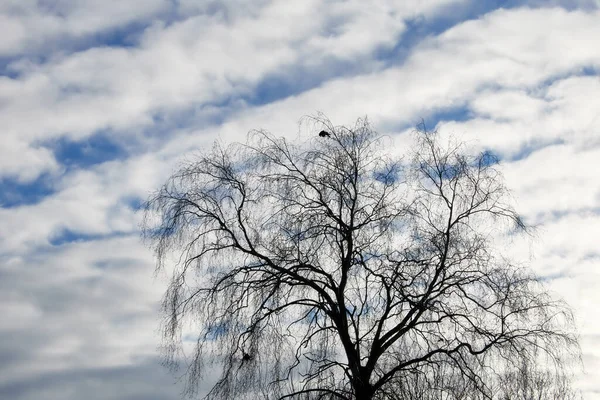 Invierno Campo Dinamarca Paisaje Invernal Día Soleado Con Cielo Azul —  Fotos de Stock