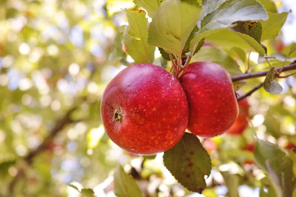 Apple Day Keeps Doctor Away Apple Picking Has Never Looked —  Fotos de Stock