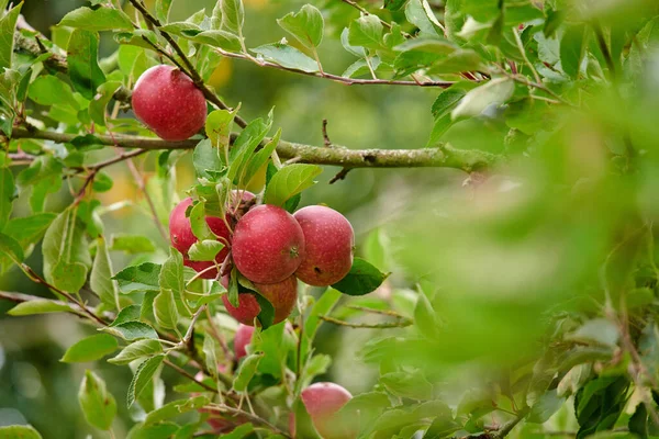 An apple per day keeps the doctor away. Apple-picking has never looked so enticing - a really healthy and tempting treat