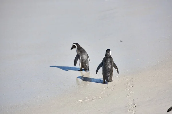 Penguins Black Footed Penguin Boulders Beach South Africa — Foto de Stock