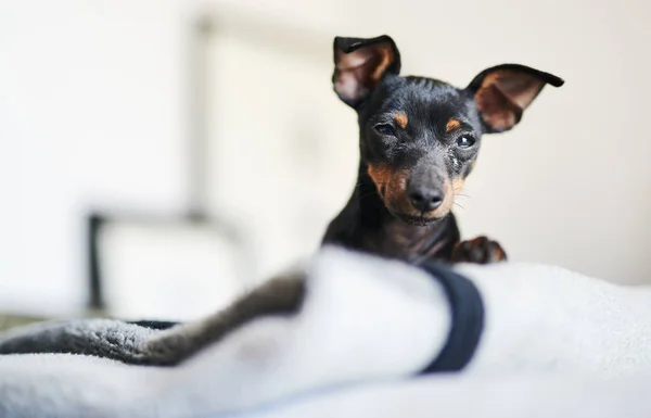 Sólo Estaba Manteniendo Cama Caliente Para Perro Adorable Relajándose Una —  Fotos de Stock