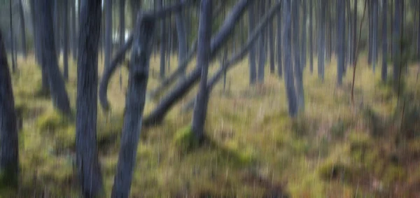 Forest Wilderness Uncultivated Forest Wilderness Denmark Odde Natural Park — Stok fotoğraf