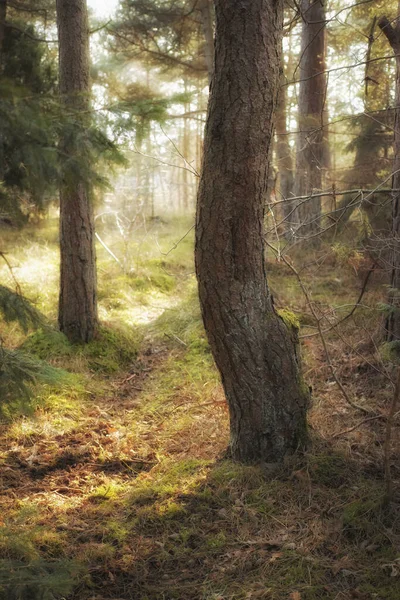 Forest Wilderness Uncultivated Forest Wilderness Denmark Odde Natural Park — Stok fotoğraf