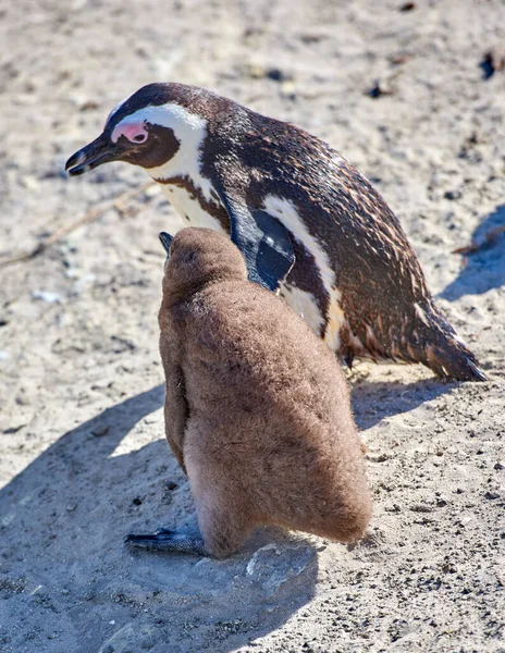 Penguin Chick Black Footed Penguin Boulders Beach South Africa — Stock Fotó