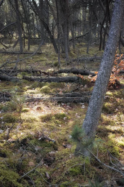 Forest Wilderness Uncultivated Forest Wilderness Denmark Odde Natural Park — Stockfoto