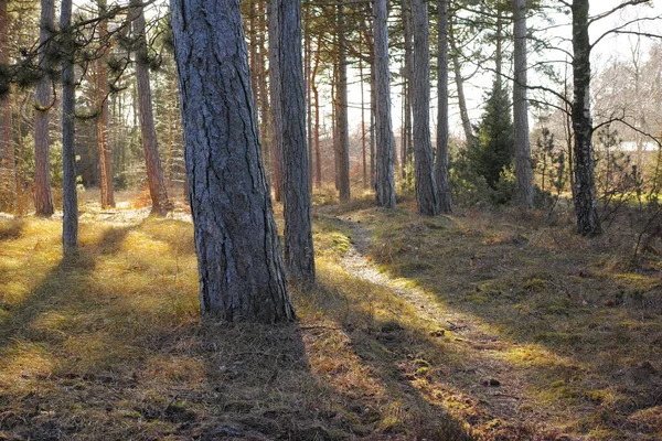 Στην Άγρια Φύση Ακαλλιέργητη Δασική Άγρια Φύση Στη Δανία Odde — Φωτογραφία Αρχείου