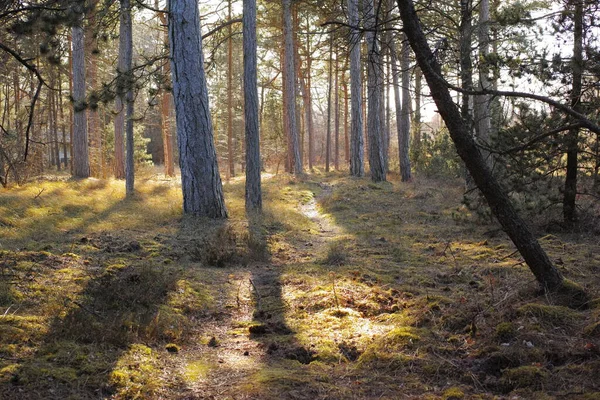 Στην Άγρια Φύση Ακαλλιέργητη Δασική Άγρια Φύση Στη Δανία Odde — Φωτογραφία Αρχείου