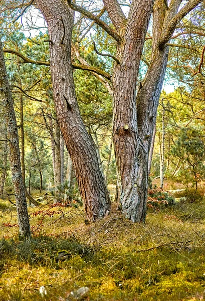 Forest Wilderness Uncultivated Forest Wilderness Denmark Odde Natural Park — 스톡 사진