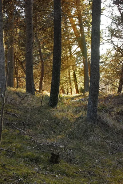 Forest Wilderness Uncultivated Forest Wilderness Denmark Odde Natural Park — Stock Fotó