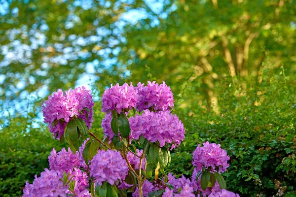 Rododendron Kwiaty Ogrodowe Maju — Zdjęcie stockowe