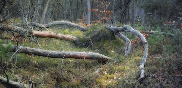 Forest Wilderness Uncultivated Forest Wilderness Denmark Odde Natural Park — Stok fotoğraf