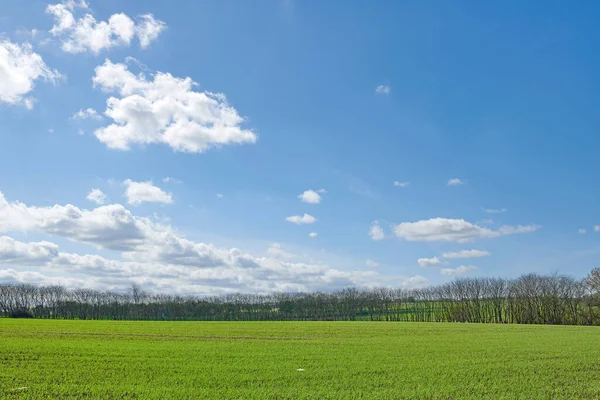 Green Fields Blue Skies Green Fields Blue Sky Spring Early — 图库照片