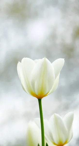 Tulips Garden Photo Beautiful Tulips Garden Early Springtime — Fotografia de Stock