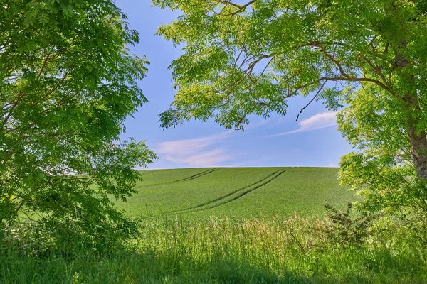 Green Fields Blue Sky Framed Trees Green Fields Blue Sky — Stockfoto