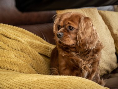 Ev ortamında tek bir Ruby Cavalier King Charles Spaniel.