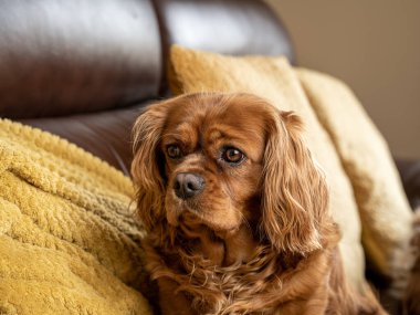 Ev ortamında tek bir Blenheim Şövalyesi Kral Charles Spaniel.