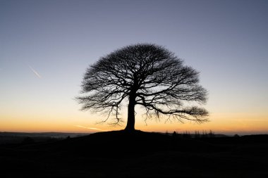 Grindon Moor, Staffordshire, White Peak, Peak District Ulusal Parkı, İngiltere 'de güneş doğarken tek bir ağaç..