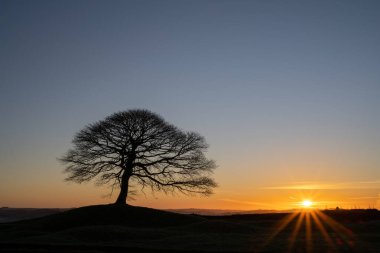 Grindon Moor, Staffordshire, White Peak, Peak District Ulusal Parkı, İngiltere 'de güneş doğarken tek bir ağaç..