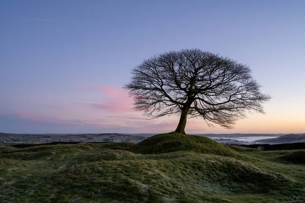 Lone Tree Sunrise Grindon Moor Staffordshire White Peak Peak District — Stock Photo, Image