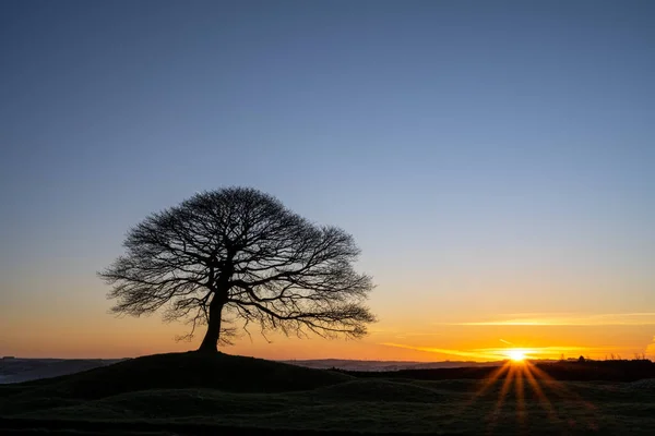 Árbol Solitario Amanecer Grindon Moor Staffordshire White Peak Peak District — Foto de Stock