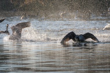 Kanadalı bir kaz sürüsü su sıçrayan bir göle iniyor..