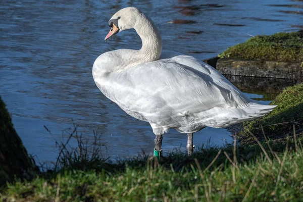 Mute Swan Cygnus Olor Aan Rand Van Een Vijver Natuurreservaat — Stockfoto