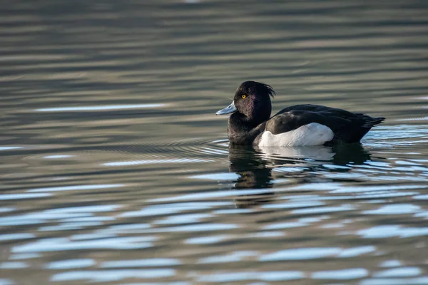 Diving Duck Male Tufted Duck Swimming Pond Nature Reserve Winter — Stock Photo, Image
