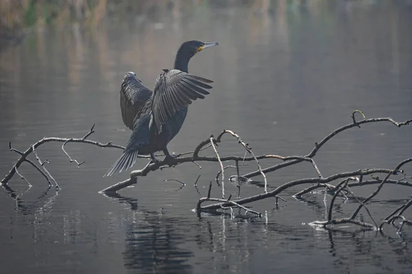 Cormorant Phalacrocorax Carbo Lake Perched Tree Branches Drying Wings — Stock Photo, Image