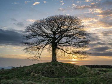 Grindon Moor, Staffordshire, White Peak, Peak District Ulusal Parkı, İngiltere 'de güneş doğarken tek bir ağaç..