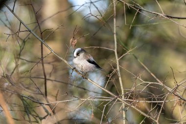 Long-tailed Tit, Aegithalos caudatus against a natural woodland background during winter in the UK.