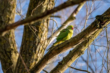 Halka boyunlu muhabbet kuşu mu, yoksa doğal bir Staffordshire, İngiltere ormanlarındaki Gül halkalı papağan mı?.