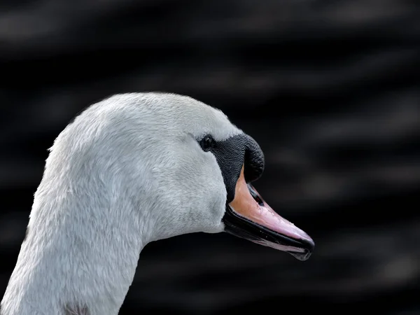 Profil Zdjęcie Łabędzia Niemego Cygnus Olor Odizolowany Ciemnym Tle — Zdjęcie stockowe