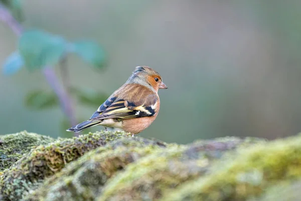 Jilguero Macho Jilguero Común Fringilla Alimentan Bosque Natural Durante Invierno — Foto de Stock