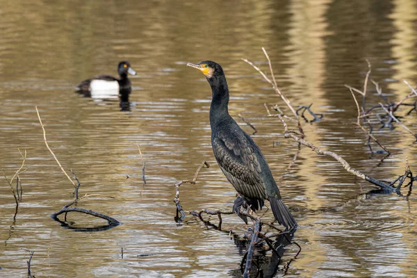 Cormorant Phalacrocorax Carbo Lake Perched Tree Branches Drying Wings — Stock Photo, Image