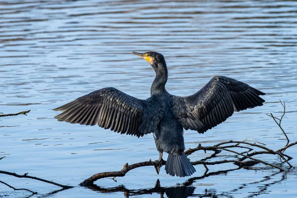 Cormorant Phalacrocorax Carbo Lake Perched Tree Branches Drying Wings — Stock Photo, Image