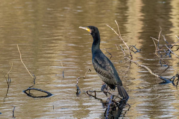 Ein Kormoran Phalacrocorax Carbo Einem See Der Auf Ästen Thront — Stockfoto