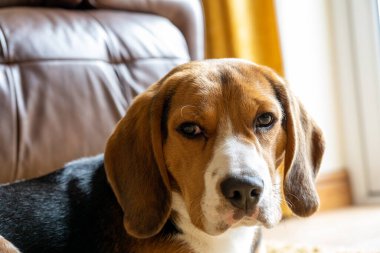 Ev ortamında tek bir üç renkli Beagle..